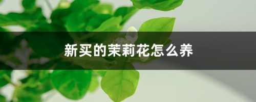 新买的茉莉花怎么养