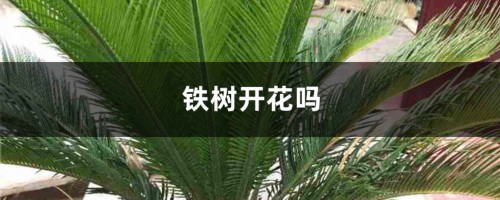 铁树开花吗