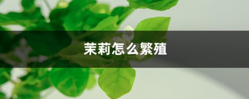 茉莉怎么繁殖