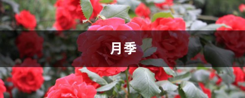 月季茉莉…这么养，一年能开好几茬，花苞咕噜噜冒！