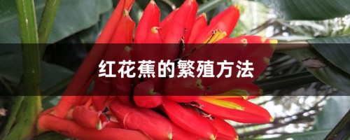 红花蕉的繁殖方法