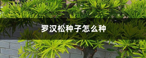 罗汉松种子怎么种